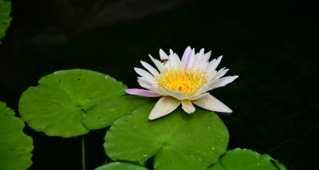 国务院关于进一步促进展览业改革发展的若干意见