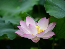 Longitudinal and Parallel Comparisons of the Negative Lists for Foreign Investment