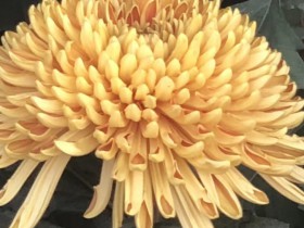 “消费者薅网店羊毛” 事件中各方应采取怎样的姿势?