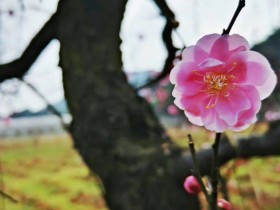 杨春宝高级律师入选上海涉外法律人才库