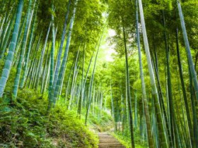 TMT行业法律动态(2020年第一季度/总第11期)