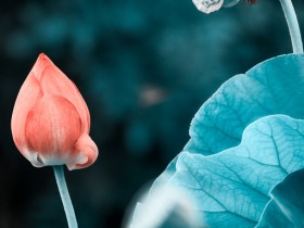 “三项新规”拍了拍“直播电商”